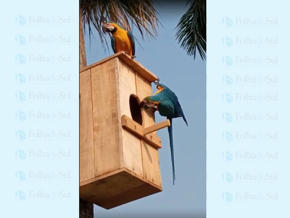 VÍDEO: criticado no início, projeto ambiental mantém araras na área urbana de Colorado do Oeste e aves viram atração turística
