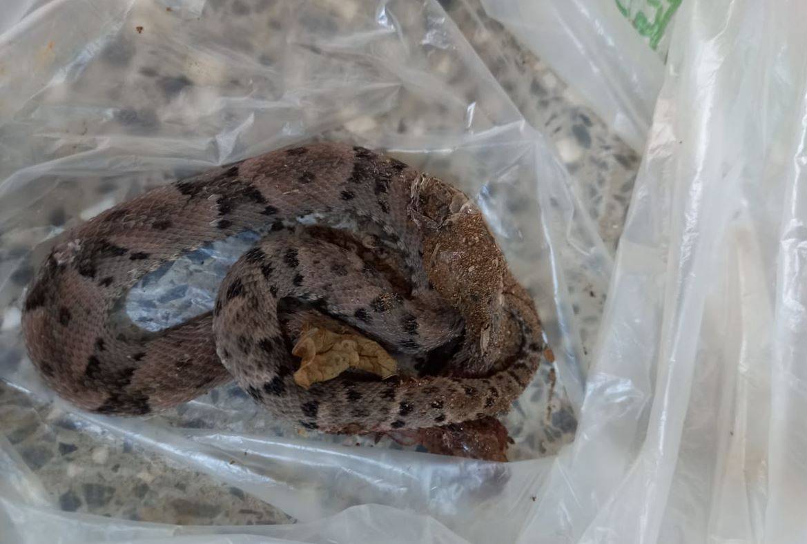 Picado por jararaca na área rural de Vilhena, homem de 39 anos chega com a cobra morta para receber atendimento na UPA