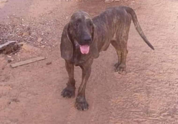 Fazendeiro de Corumbiara oferecia recompensa de R$ 8 mil por super cão de caça; animal foi encontrado morto