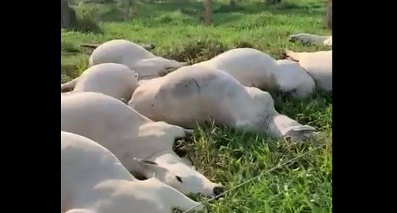 ASSISTA VÍDEO: cabo de alta tensão cai e mata 11 animais em sítio de pequeno produtor rural, em Rondônia