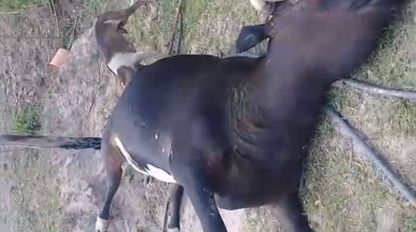 VÍDEO: com casal se separando, animais morrem de fome e são comidos por cães em sítio; caso vai parar na polícia, em Vilhena