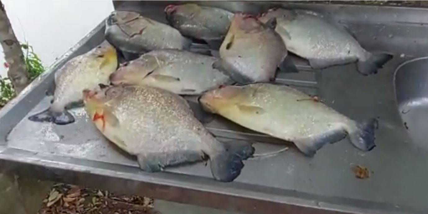 ASSISTA VÍDEO: vilhenense confirma ataques e fala da proliferação de piranhas no rio Guaporé, em Pimenteiras do Oeste