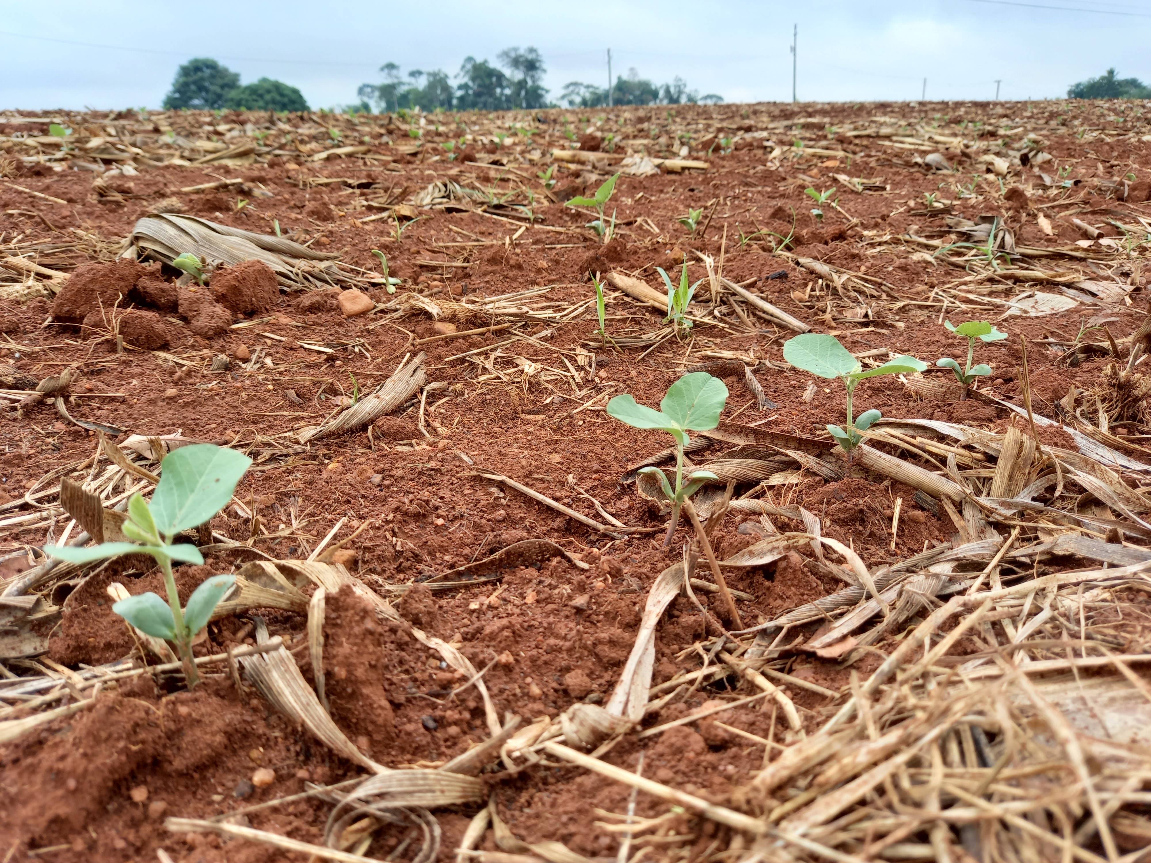 Em ano com problema climático severo, chuva que caiu no início da semana alegra produtores de soja da região de Cerejeiras