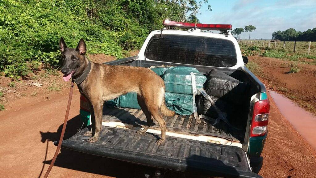 VEJA FOTOS: Polícia Militar apreende mais de 300 quilos de pasta-base de cocaína em cidade de Rondônia