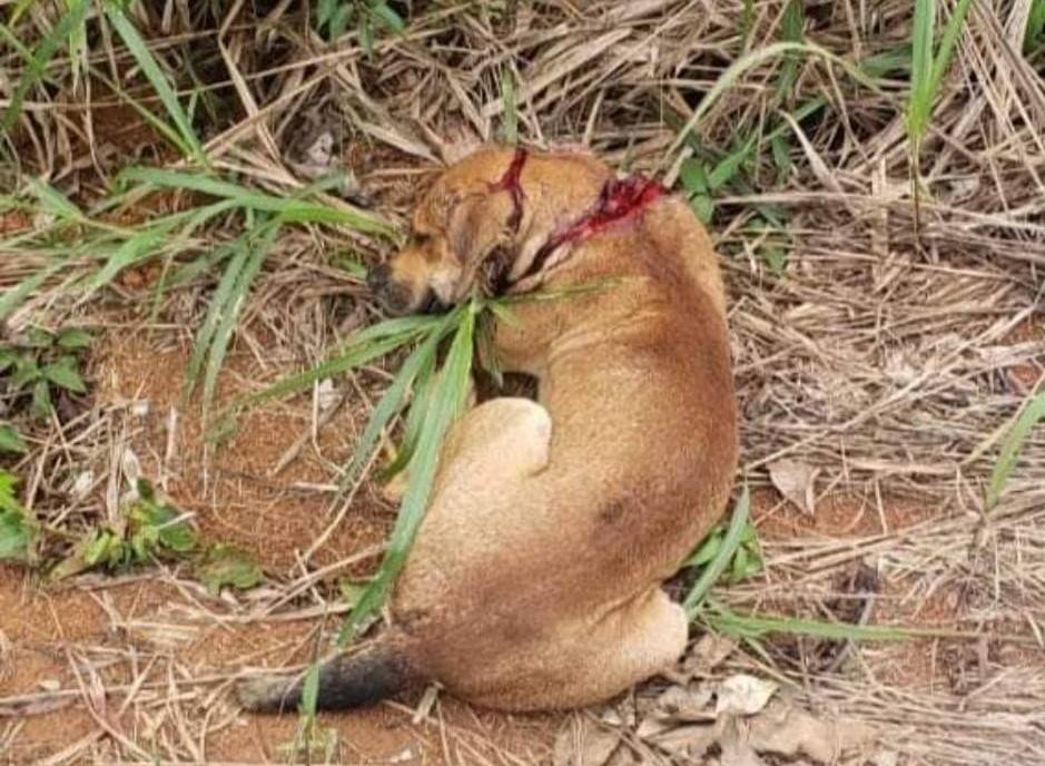 VÍDEO CHOCANTE: cachorro gravemente ferido e agonizando é resgatado por ONG, que denuncia escalada de maus tratos