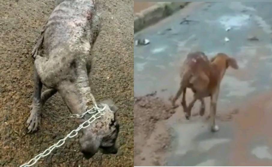 VEJA VÍDEO: maus tratos contra animais continuam causando indignação Vilhena; entidade pede ajudar para manter resgates