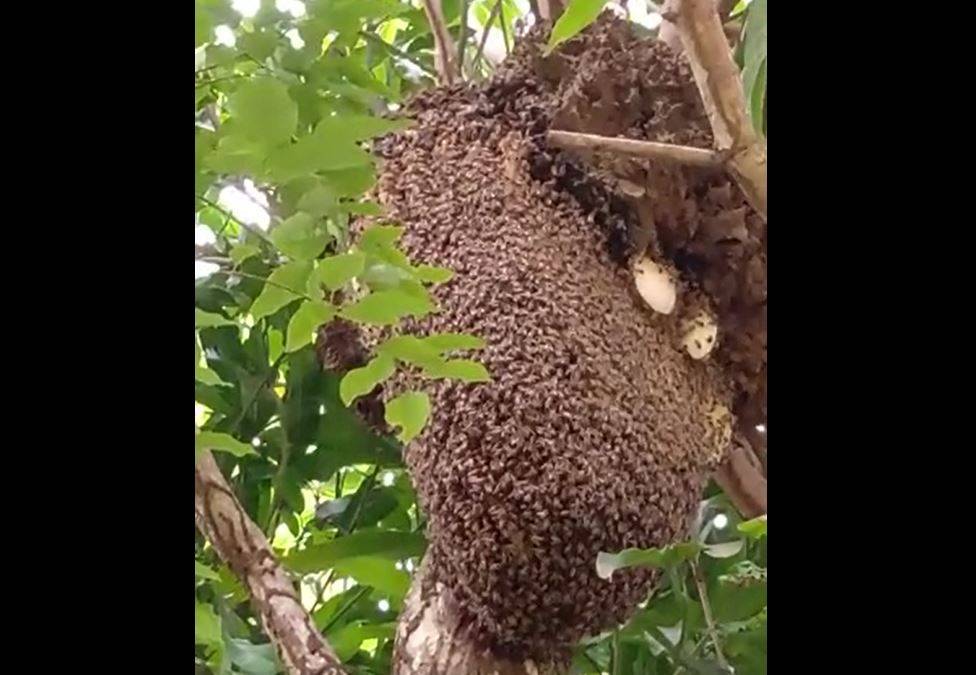 ASSISTA: vídeo mostra super colméia em Vilhena; apicultor explica “invasão” de abelhas na cidade e alerta para perigos