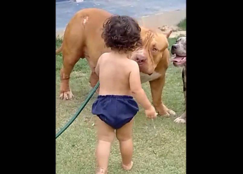 VEJA VÍDEOS: pit bull de Vilhena desbanca “rival” de Porto Velho e é candidato a entrar para o Guiness Book como um dos maiores do mundo