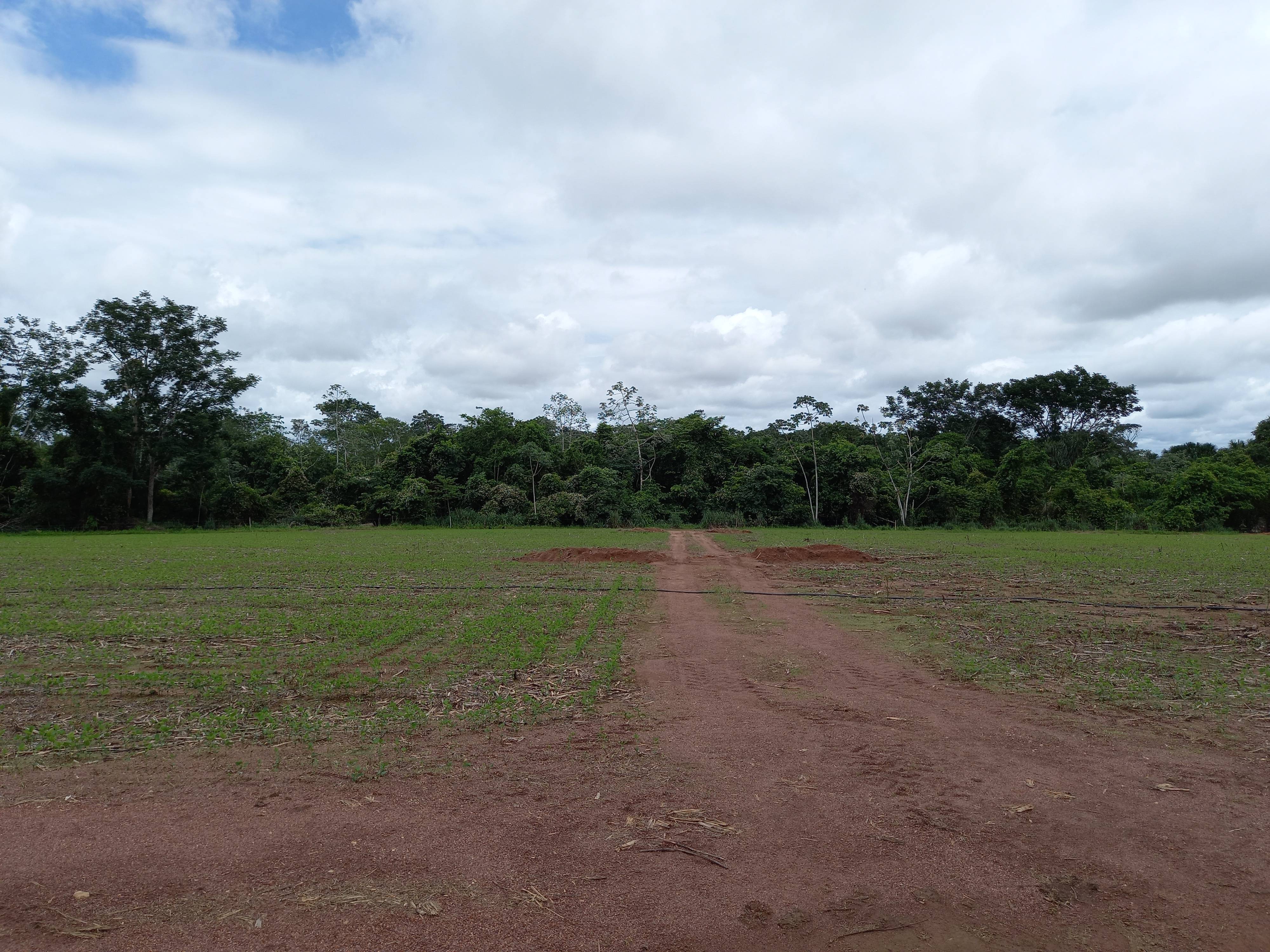 Sem ninguém saber quem é o dono, gado alongado na mata causa prejuízos a centro de pesquisas agrícolas em Cerejeiras