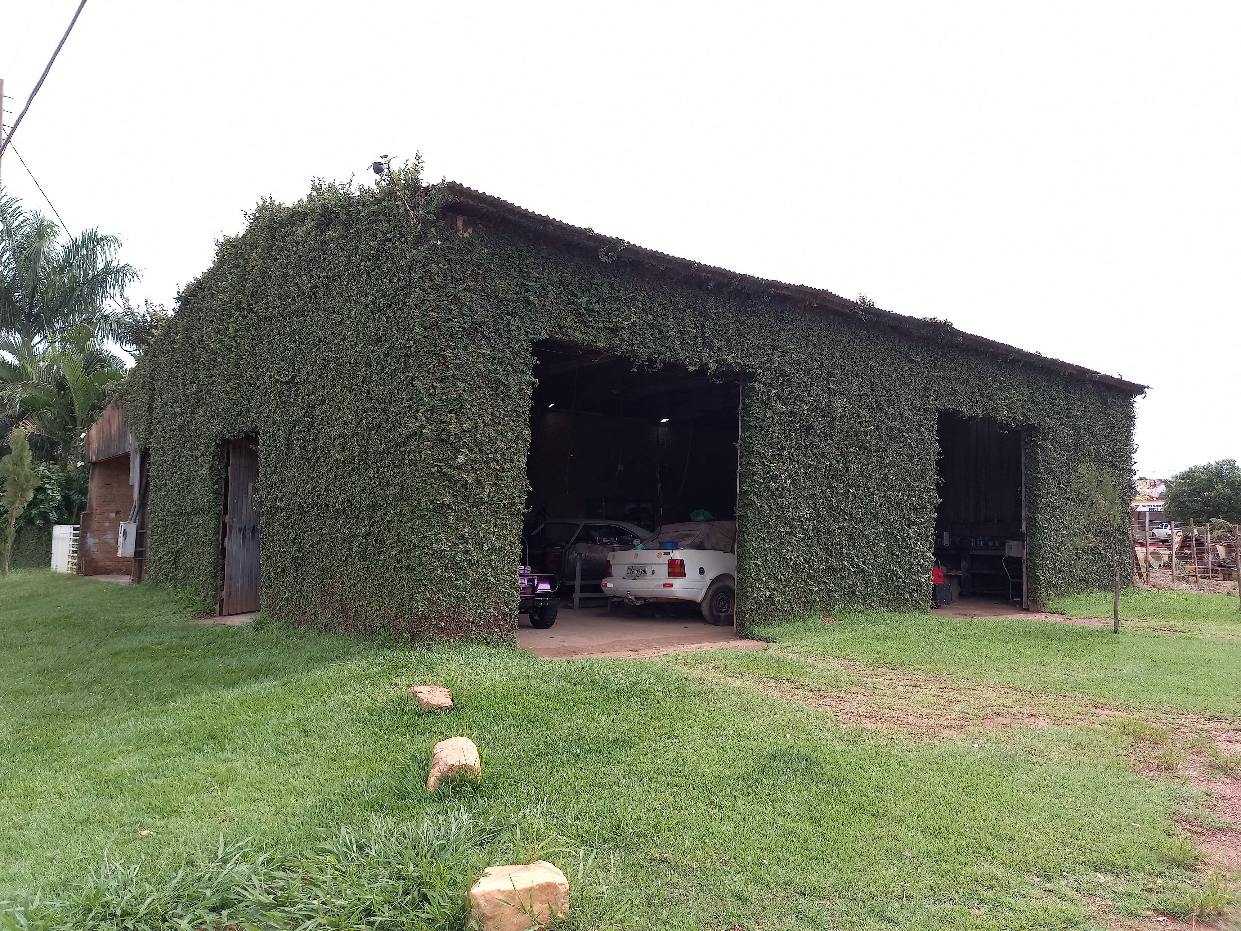 Usando a criatividade, pequeno empreendedor “pinta” parede de empresa com planta trepadeira em Cerejeiras
