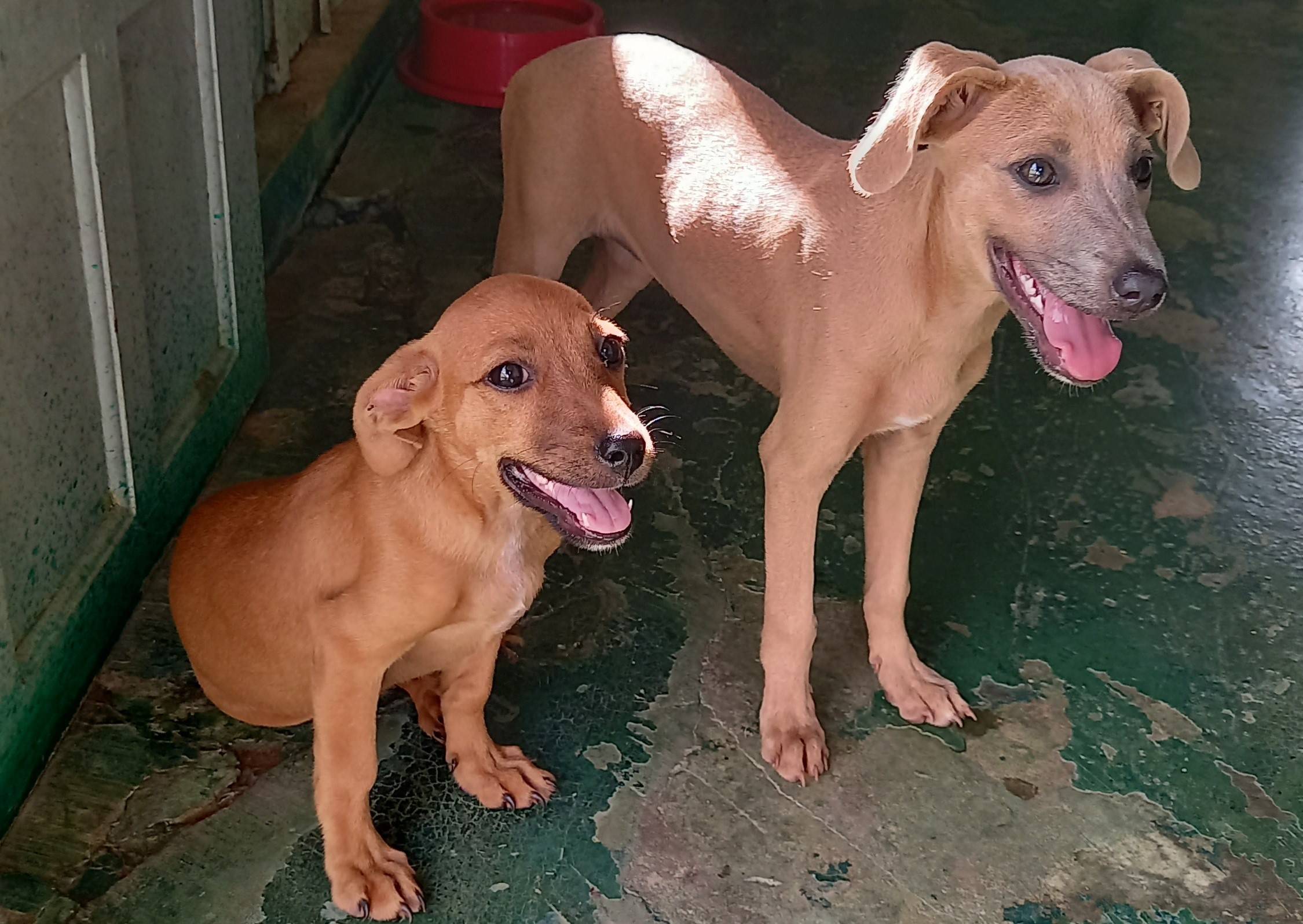 Com aumento do custo das rações por causa da inflação, aumentam casos de animais abandonados em Cerejeiras