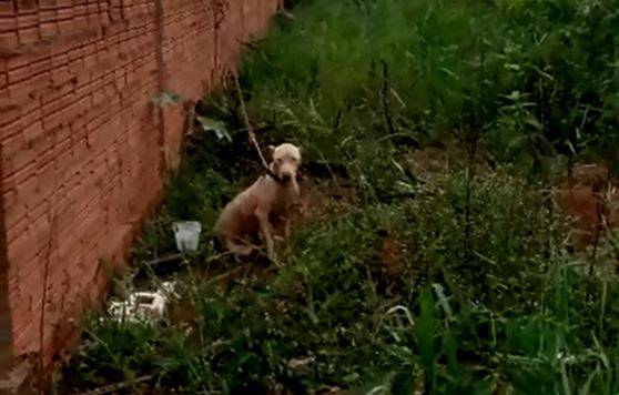 ASSISTA: mulher se revolta com cadela pit bull abandonada em terreno baldio e publica vídeo nas redes sociais