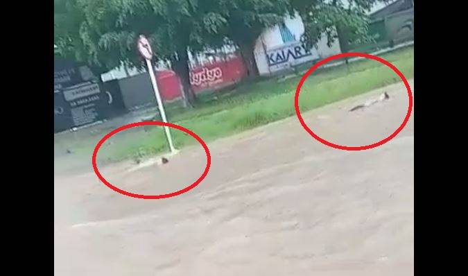 ASSISTA: vídeo que mostra garotos se arriscando em enxurrada na segunda maior cidade de Rondônia viraliza no WhatsApp