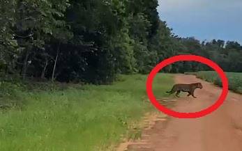 ASSISTA: vídeo de onça entrando em plantação de soja viraliza em Vilhena e preocupa ciclistas que fazem trilha nos arredores da cidade