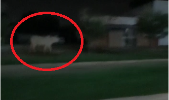 ASSISTA: vídeo mostra vaca desembestada em avenida movimentada de Vilhena; dono disse que “já tinha gente planejando churrasco”