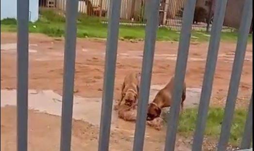 VÍDEO CHOCANTE: moradora filma dois cães matando e despedaçando outro e imagens revoltam bairro, em Vilhena