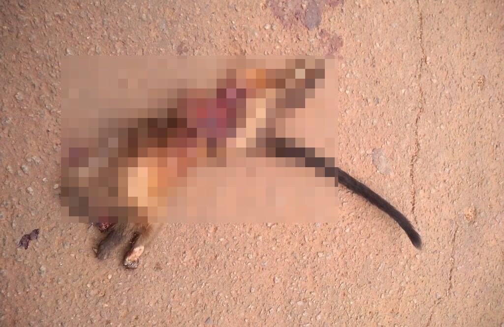 Animais silvestres são atropelados todos os dias em avenidas que dão acesso ao setor de chácaras, em Vilhena