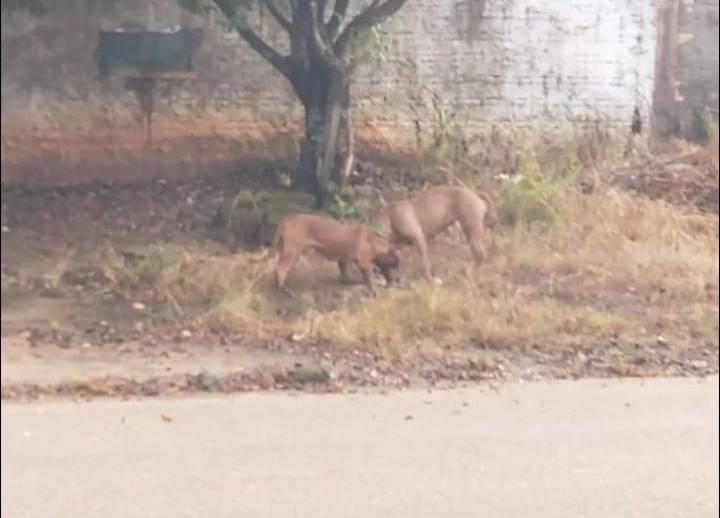 VEJA VÍDEO: em cidade de Rondônia, policiais militares abatem cadelas da raça pit bull após uma delas matar gato