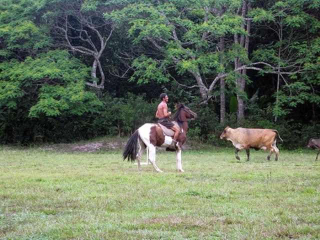 Globo Rural mostra como está difícil encontrar vaqueiro em Rondônia