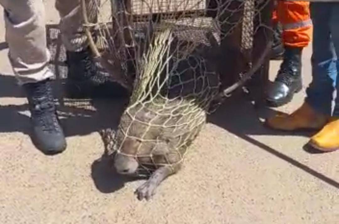 ASSISTA VÍDEO: ameaçando provocar acidentes na área urbana de Vilhena, capivara é capturada por Bombeiros e solta em lagoa