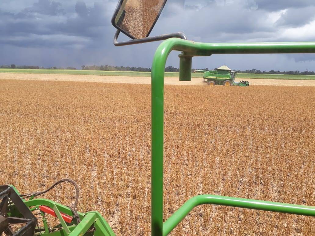 Com incertezas climáticas e expectativa de boa lucratividade, começa colheita da soja e plantio do milho na região de Cerejeiras