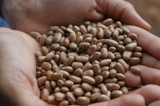 Agricultores do Cone Sul são os primeiros a receber sementes de graça
