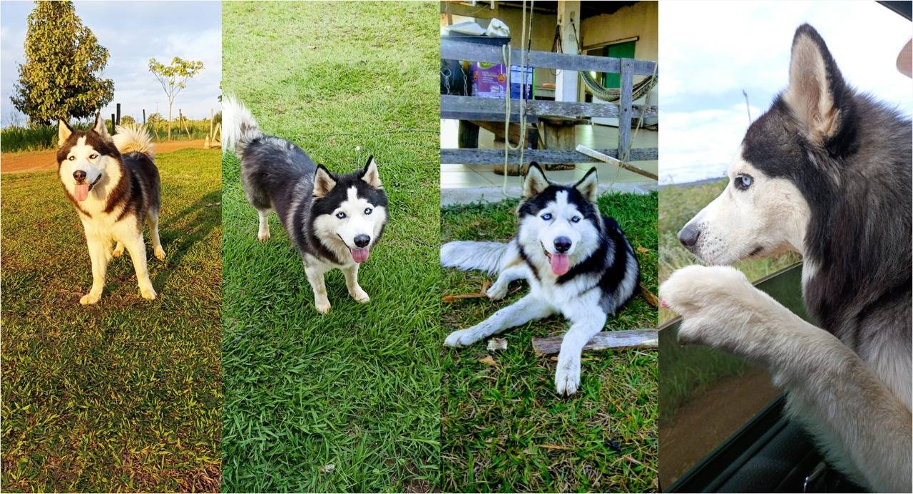 Família procura por cão desaparecido e oferece recompensa para quem encontrar ou der informação que leve ao seu paradeiro