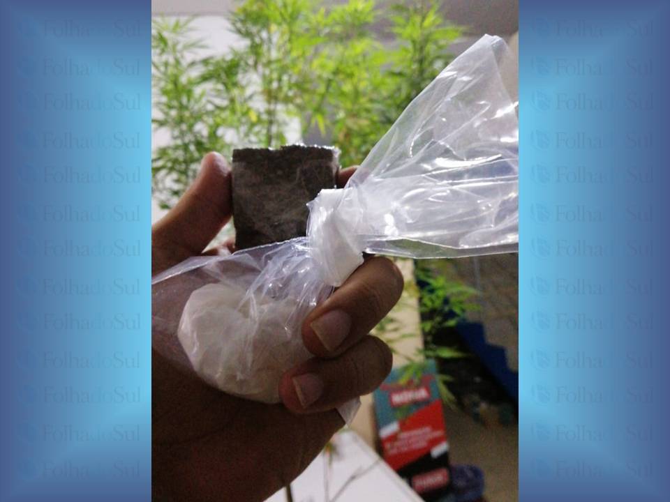 Força Tática apreende pé de maconha em quarto de adolescente em Vilhena; porção pronta para consumo também foi encontrada
