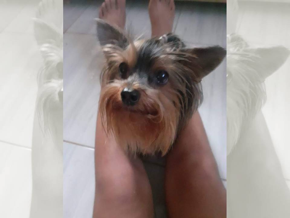 Família do Jardim Social procura cadelinha de 4 anos que desapareceu na manhã desta quarta-feira