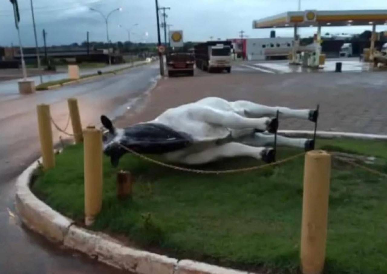 Vendaval derruba “estátua bovina” que é símbolo de Chupinguaia e voluntários colocam no lugar