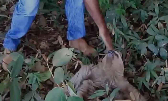 ASSISTA VÍDEO: em cidade sem Bombeiros no Cone Sul, voluntário salva animais e os devolve à natureza