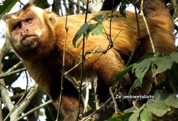 Em relato emocionante no Facebook, ambientalista pioneiro em Cabixi conta caso de macaquinha que o comoveu usando o próprio filhote