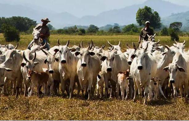 Rebanho bovino de Rondônia atinge 16,2 milhões de cabeças; praticamente toda a produção de carne é exportada