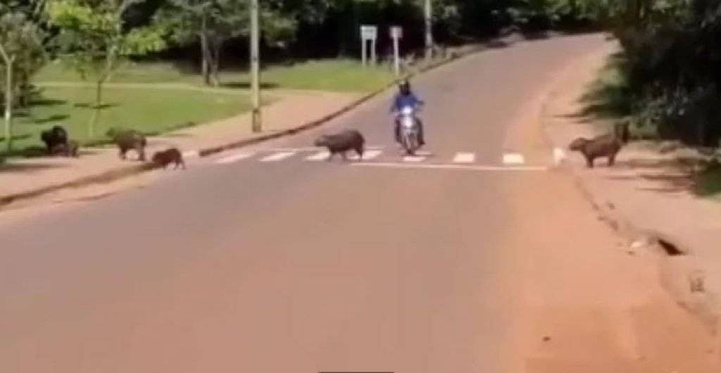 VÍDEO: em cidade de MT, prefeitura cria faixa de travessia exclusiva para capivaras e notícia ganha destaque no Brasil