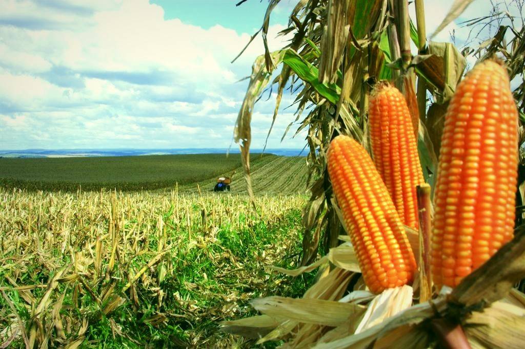 Cone Sul planta mais de 75% do milho cultivado em Rondônia; com 197 mil toneladas, Vilhena é o maior produtor do grão no Estado