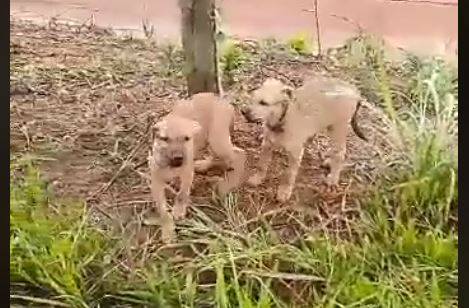 ASSISTA VÍDEO: casos de crueldade não param e animais continuam sendo abandonados para morrer no Setor de Chácaras de Vilhena