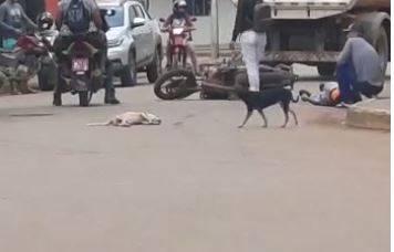 ASSISTA VÍDEO: motociclista fica ferido após atropelar cachorro em Vilhena; animal atingido teria morrido
