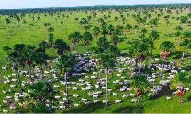 Fazenda do esquema da "Boi Gordo" em Mato Grosso é vendida por R$ 146 milhões em cidade vizinha