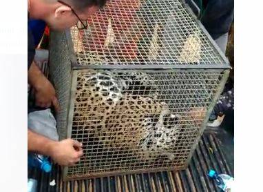 Termina em tragédia captura de onça pintada que invadiu aeroporto de Vilhena: animal morreu e MPF pode investigar o caso