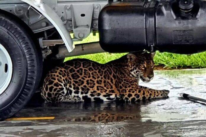 Polícia Federal apreende corpo de onça pintada que morreu durante captura em Vilhena; autópsia será feita em Brasília