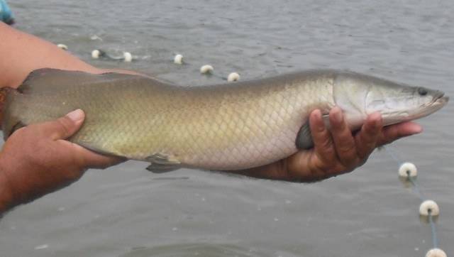 Gigante da área química quer criar peixes amazônicos em Rondônia
