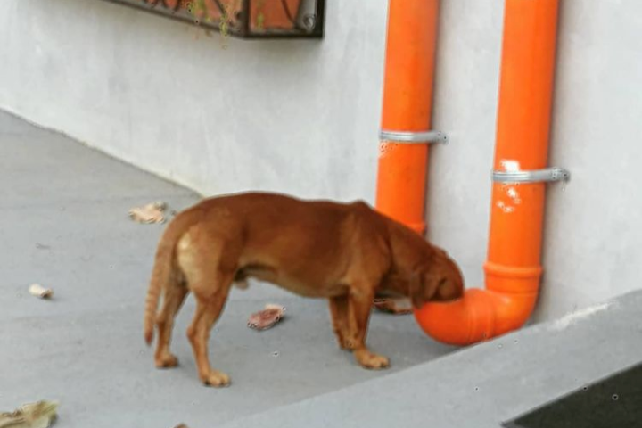 Iniciativa de empresário que garante água e comida grátis para animais recebe elogios em Vilhena
