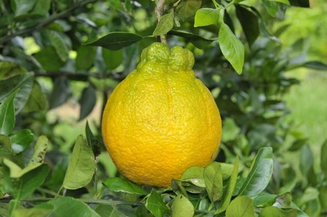 Decopon: fruta desenvolvida no Japão já é cultivada em Rondônia