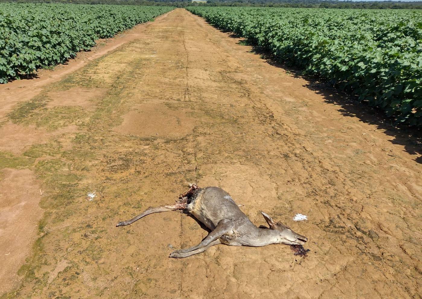 Veado abatido e destroçado próximo ao aeroporto indica área povoada por onças a poucos quilômetros da área urbana de Vilhena