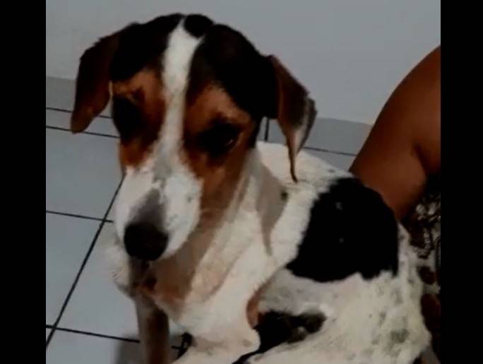 ASSISTA VÍDEO: servidora pública mostra cãozinho resgatado prestes a morrer no meio da rua, pede ajuda e denuncia crueldade