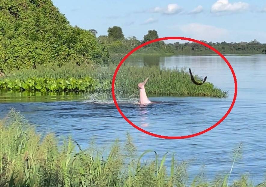 ASSISTA: comerciante de Vilhena filma luta entre boto e peixe elétrico no rio Guaporé e vídeo viraliza