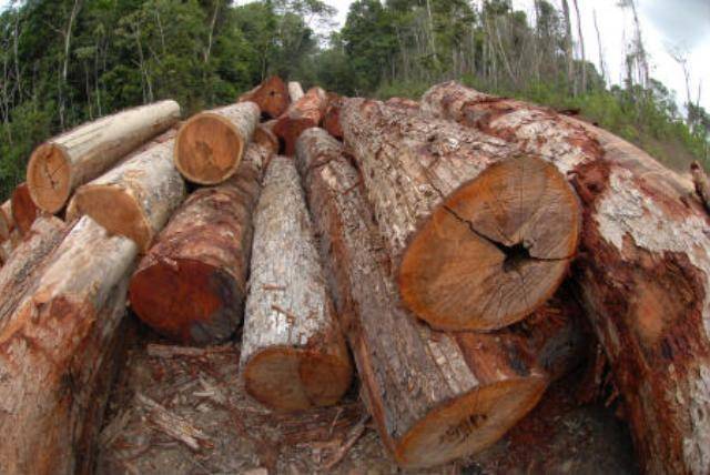 Madeira apreendida pelo Ibama é doada à Prefeitura de Vilhena