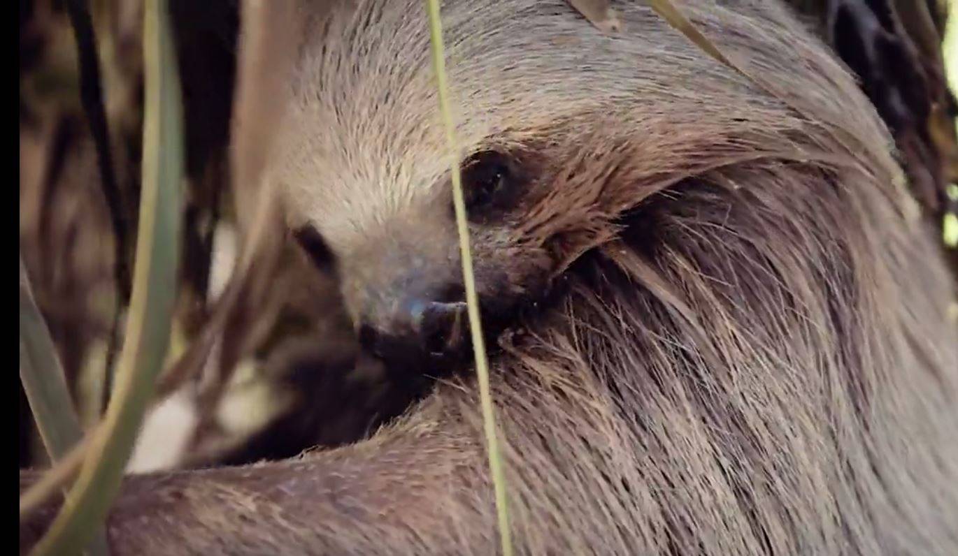 ASSISTA VÍDEO: bicho-preguiça que teve pata arrancada a dentadas por pit bull sobrevive e poderá ser devolvido à natureza
