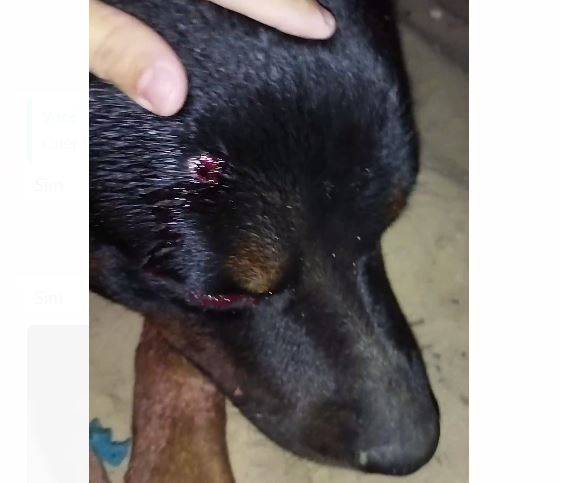 Tiro de pistola disparado por PM contra cão da raça Rottweiler foi parar na polícia e deve acabar na justiça, em Vilhena