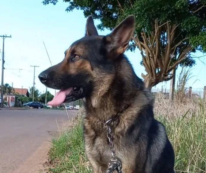 Denunciado por atirar na cabeça de cão da raça Rottweiler em Vilhena, policial militar dá sua versão sobre o caso